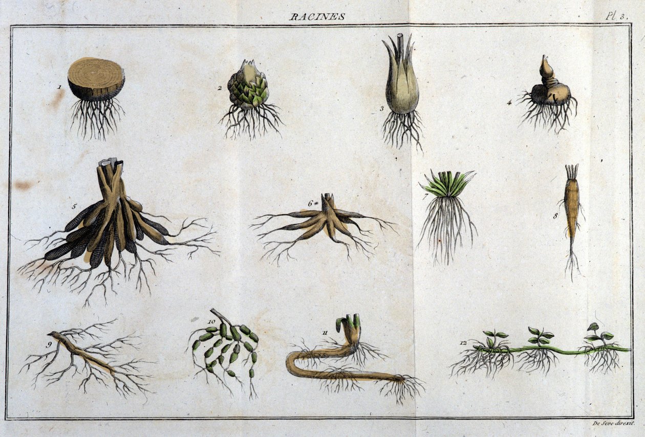 Les Roots: kirjassa "" Flora Françoise tai lyhyt kuvaus kaikista Ranskassa luonnollisesti kasvavista kasveista, järjestettynä uuden analyysimenetelmän mukaan, johon liitetään lainaus niiden vähiten yksiselitteisistä hyveistä lääketieteessä ja niiden hyödyl tekijältä Unknown artist