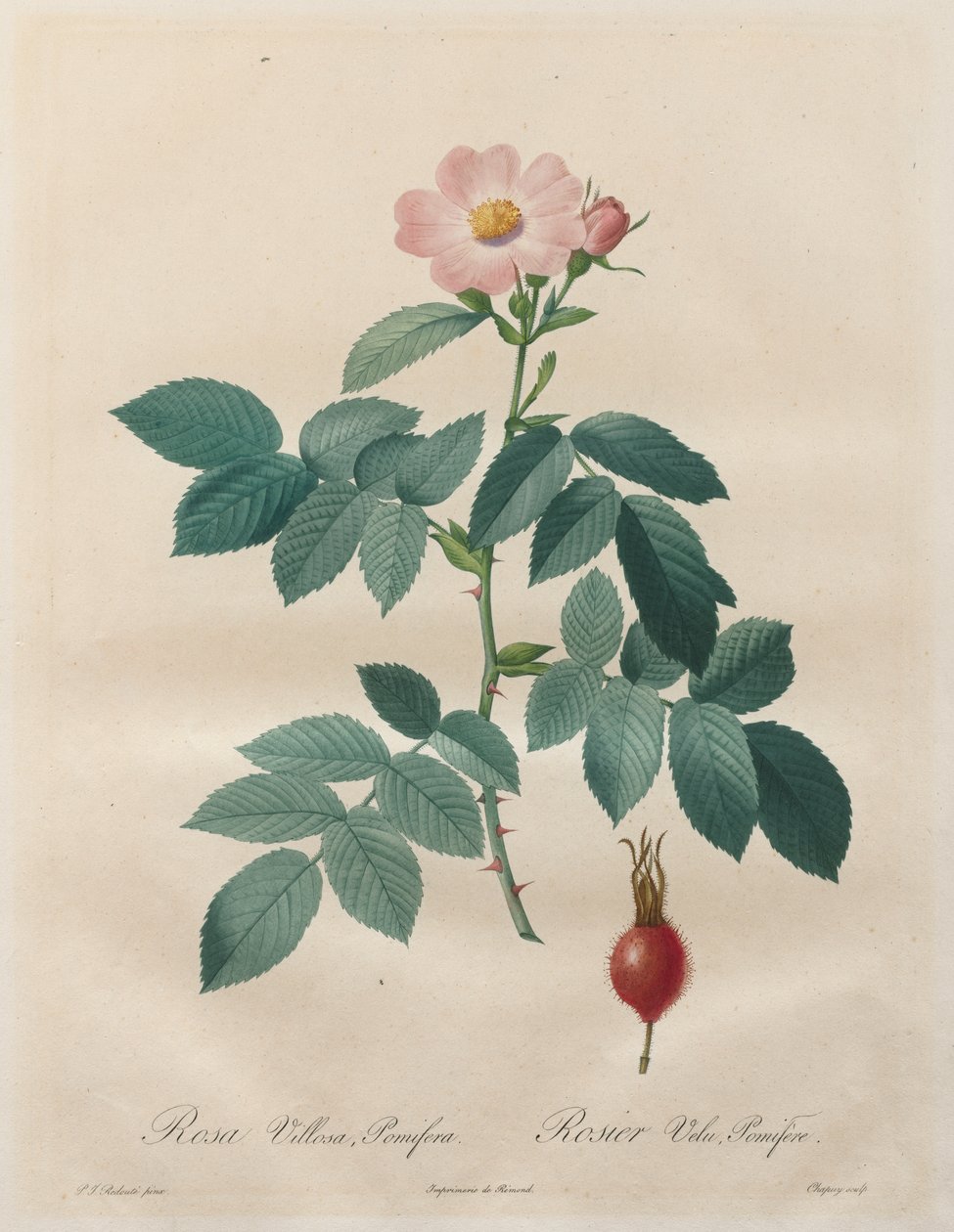 Les Roses: Rosa villosa, pomifera tekijältä Unknown artist
