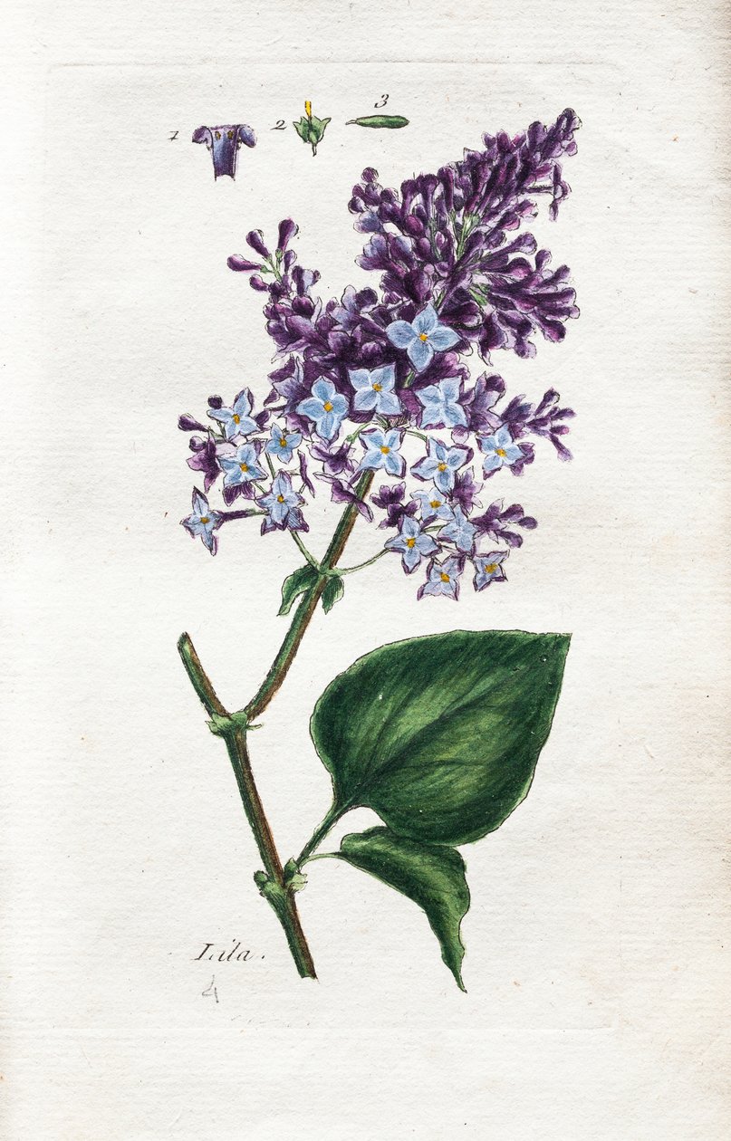 Lilac tekijältä Unknown artist