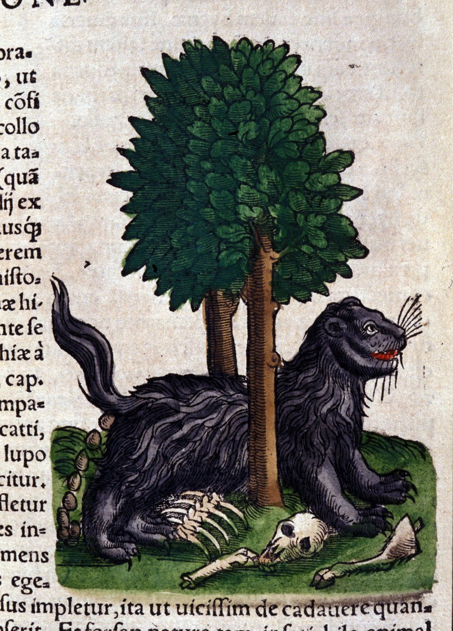 Leo teoksessa Historia Animalium, kirjoittanut Conrad Gesner (1516 - 1565), Tiguri tekijältä Unknown artist