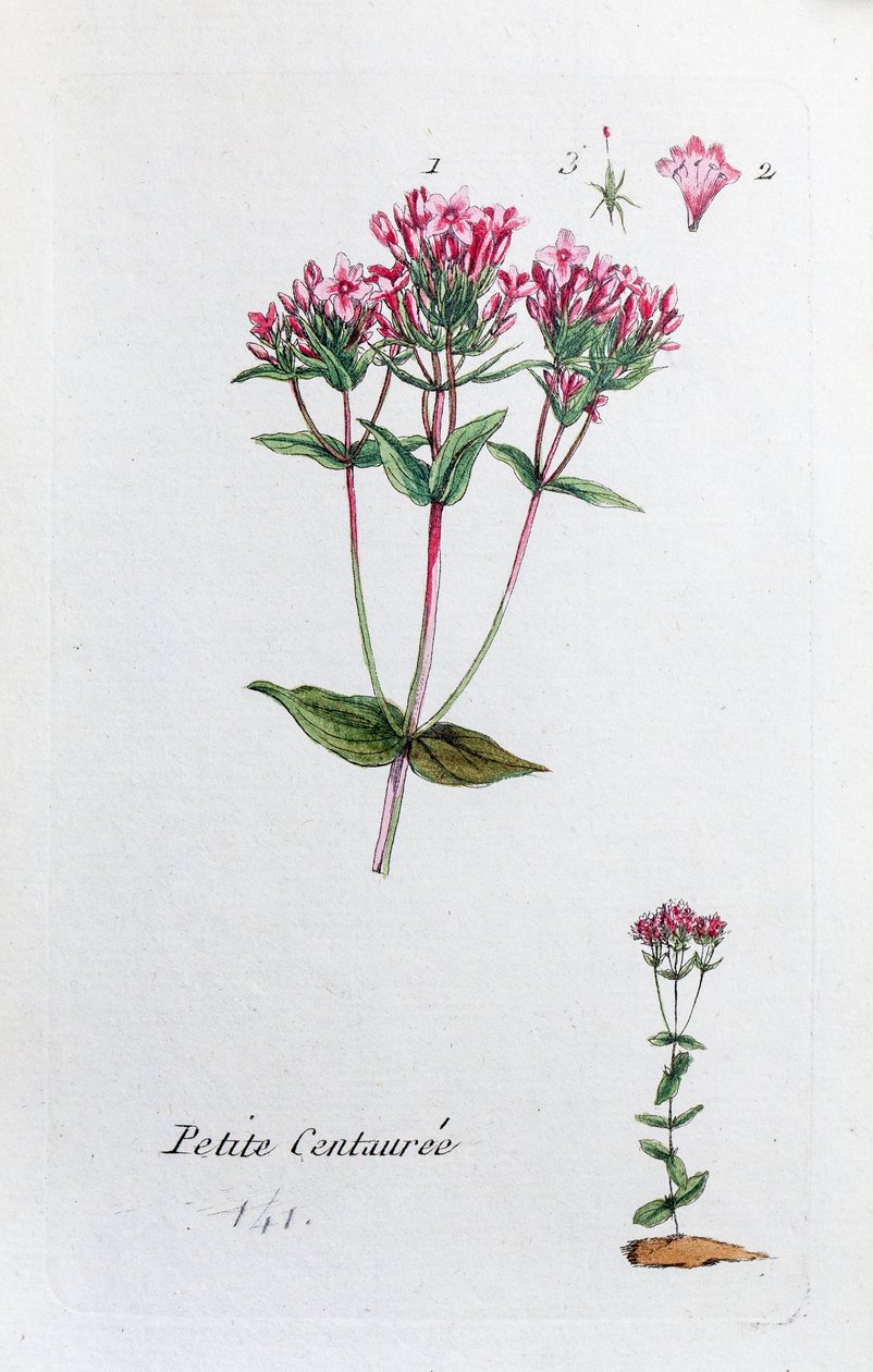 Little Centaury tekijältä Unknown artist