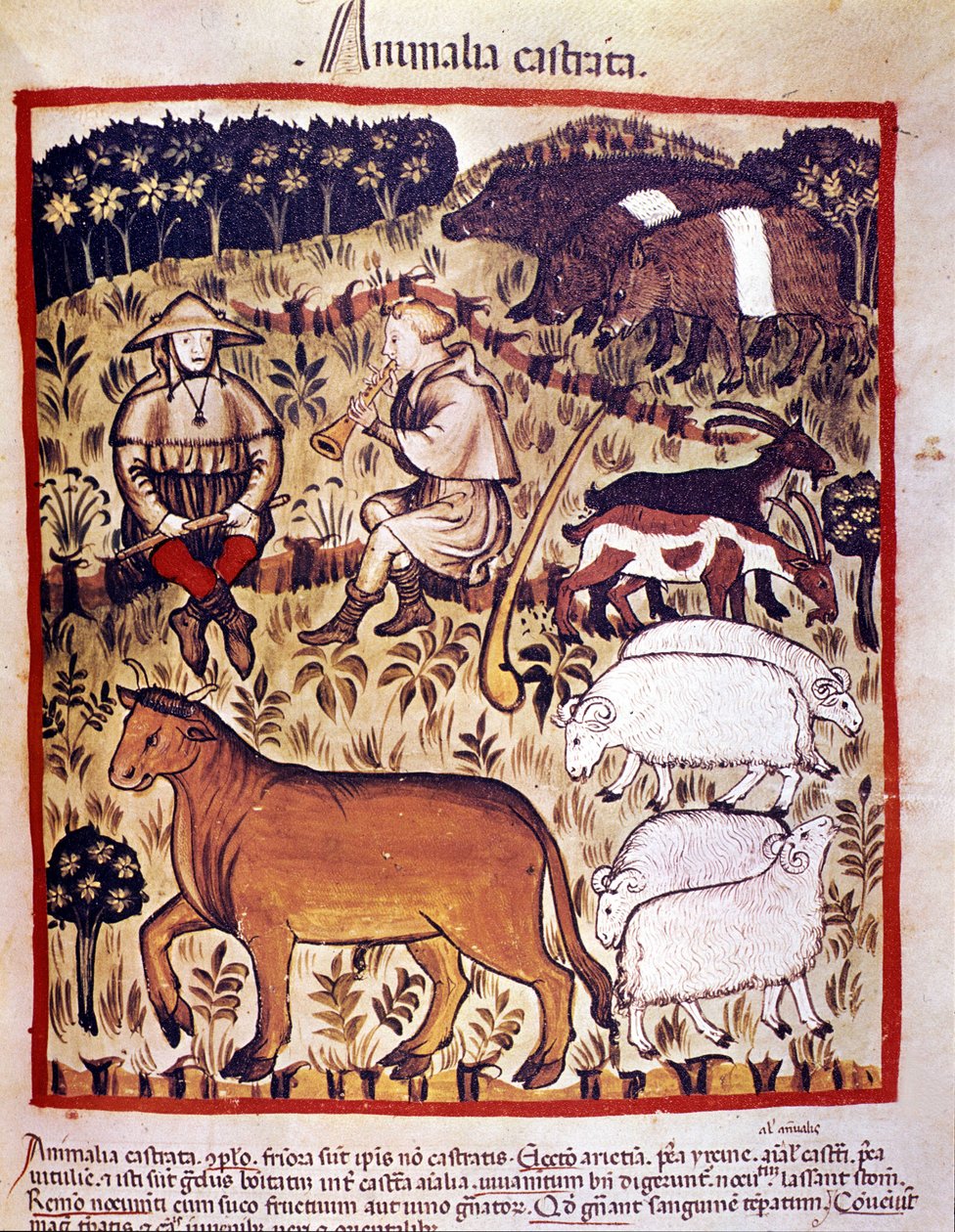 Eläimet, lampaat, vuohet ja siat. Valaistus lääketieteen ja dietetiikan lypsystä "" Tacuinum sanitatis"" tekijältä Unknown artist