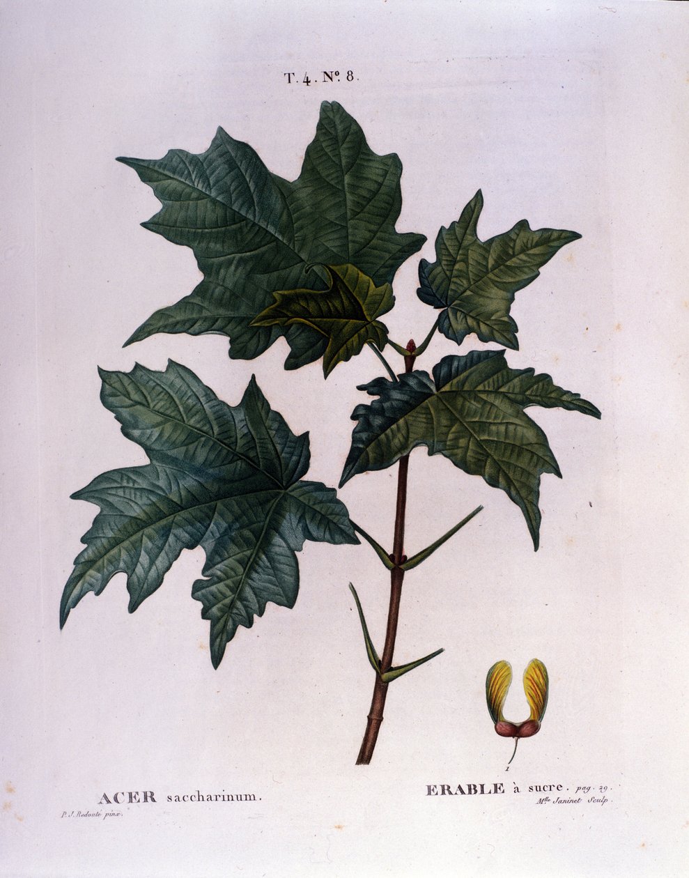 Vaahteran oksa. Kasvitieteellinen taulu herbaariosta 1800-luvun alusta. tekijältä Unknown artist