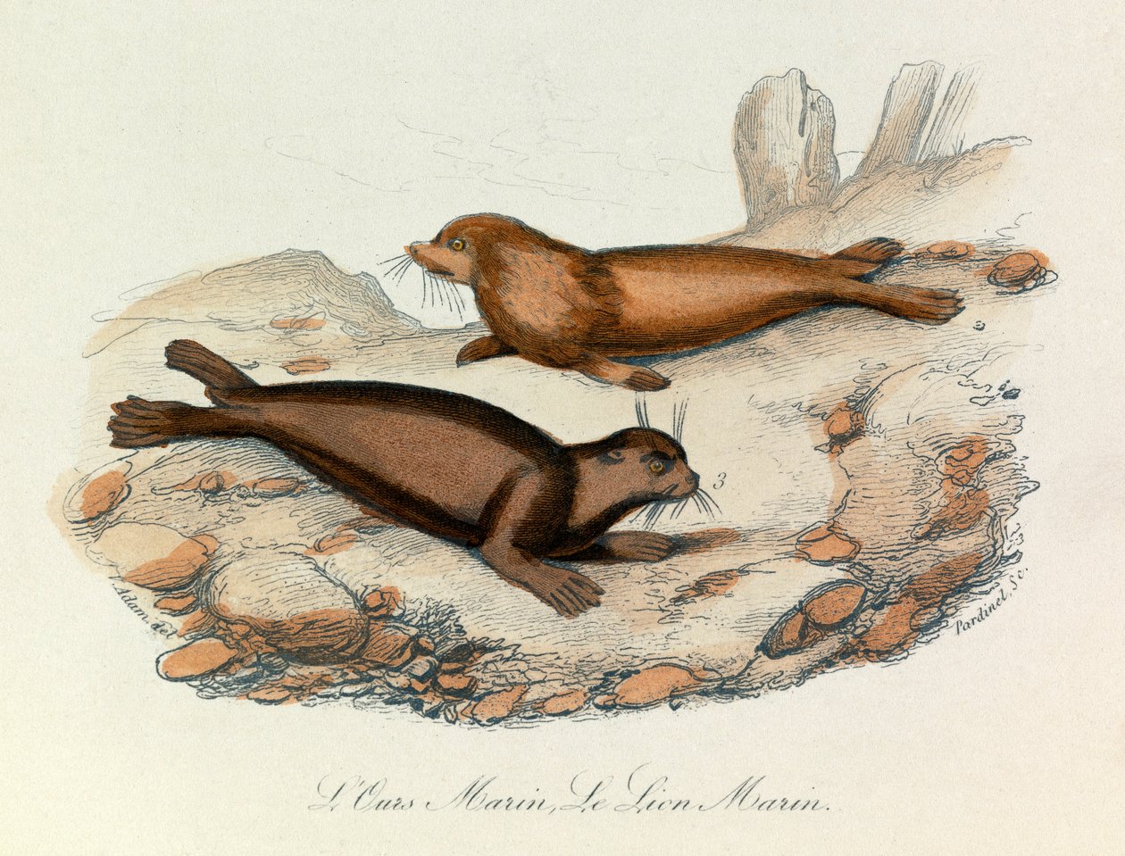 Merikarhu ja leijona luokiteltu Linneenen nimikkeistön ja Cuvierin luokituksen mukaan (kaiverrus). tekijältä Unknown artist