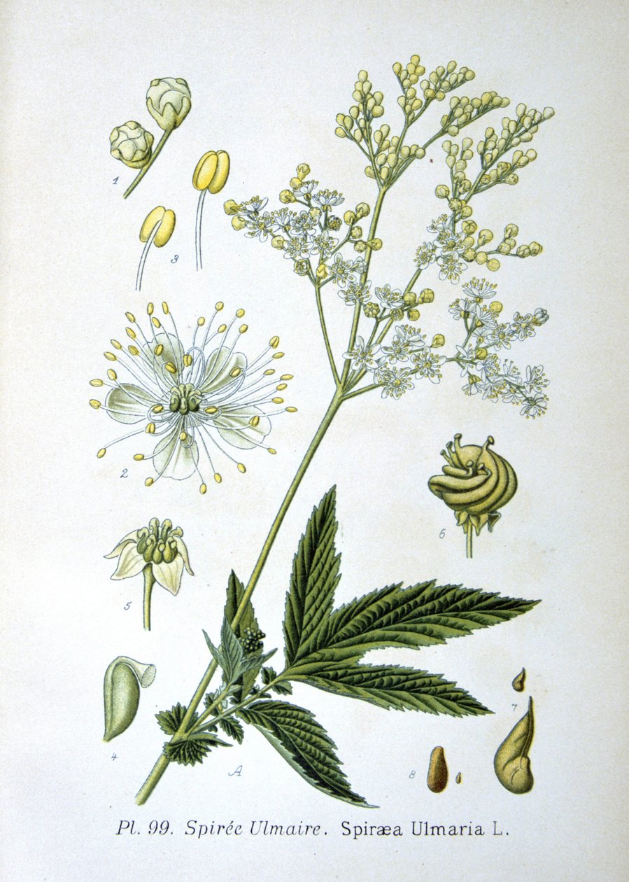 Meadowsweet tekijältä Unknown artist