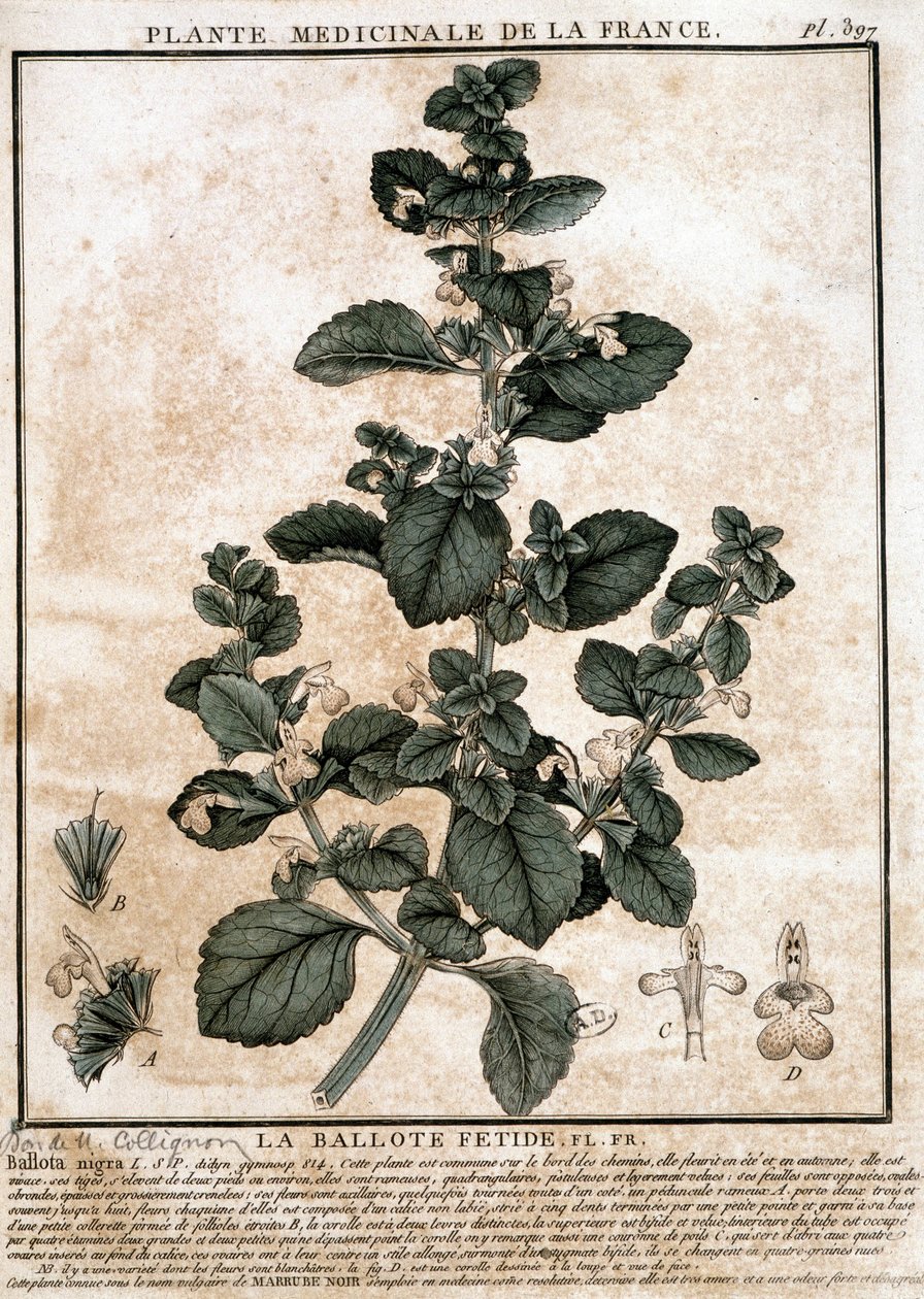 Lääkekasvi Ranskasta: haiseva belotte. tekijältä Unknown artist