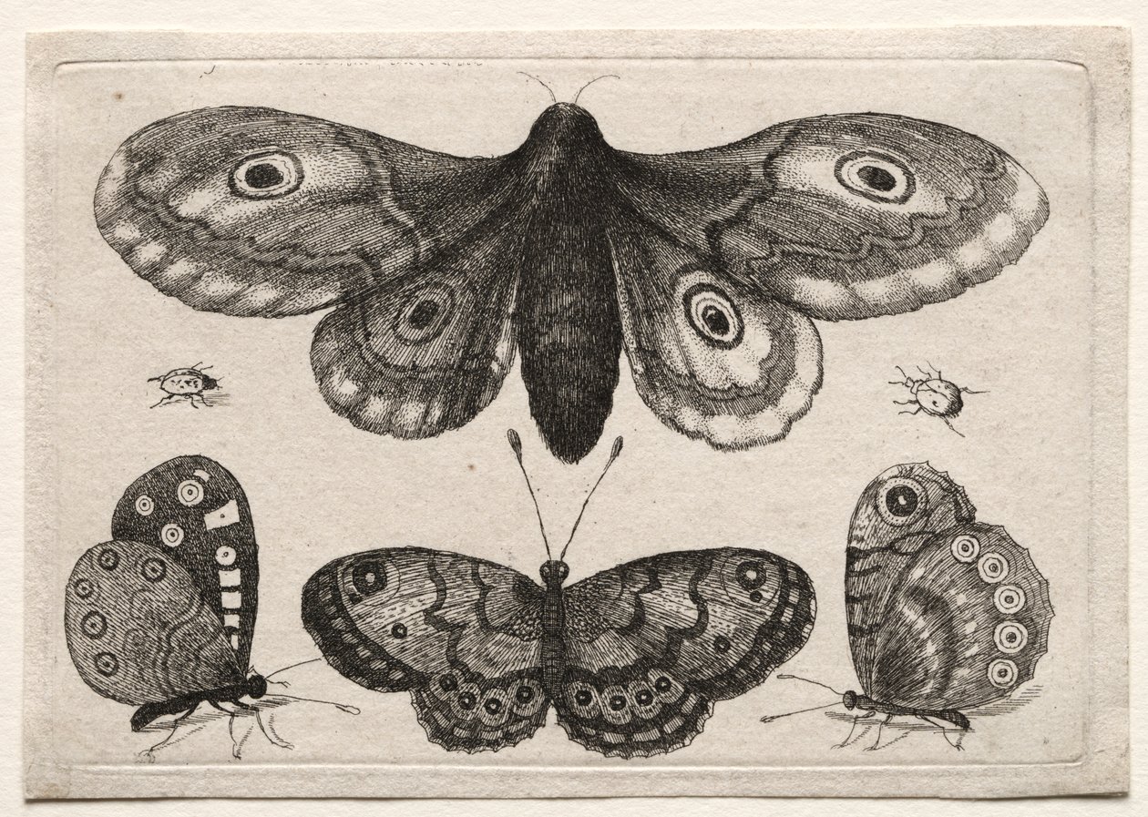 aUna arna, tres papallones i dos escarabats finnès tekijältä Unknown artist