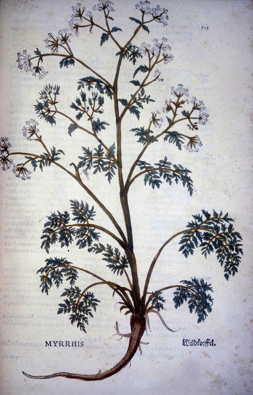 Myrrhis Odorata Fuchs: chervil myski - "" Kaakaon ja sokerin luonnonhistoriassa"" tekijältä Unknown artist