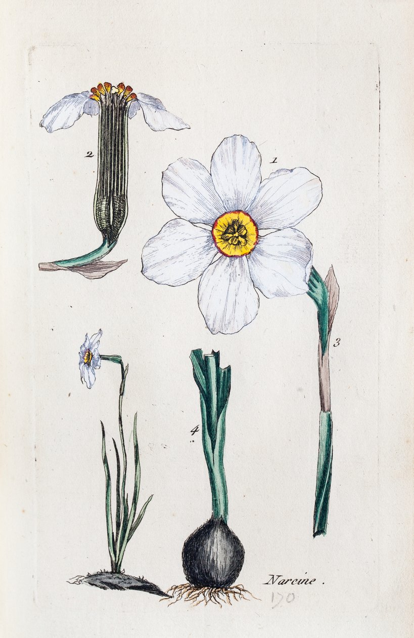 Narcissus tekijältä Unknown artist