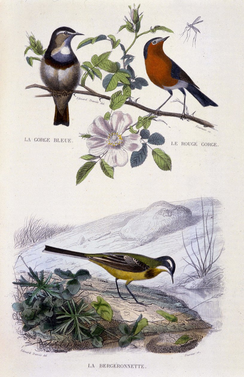 Natural History Plate: Linnut: Sinikurkku (Gorge Bleue), robin (Rouge Gorge) ja västärä - julkaisussa "" Works of Buffon, T.5, toim. Polttaa Jouvet & Cie tekijältä Unknown artist