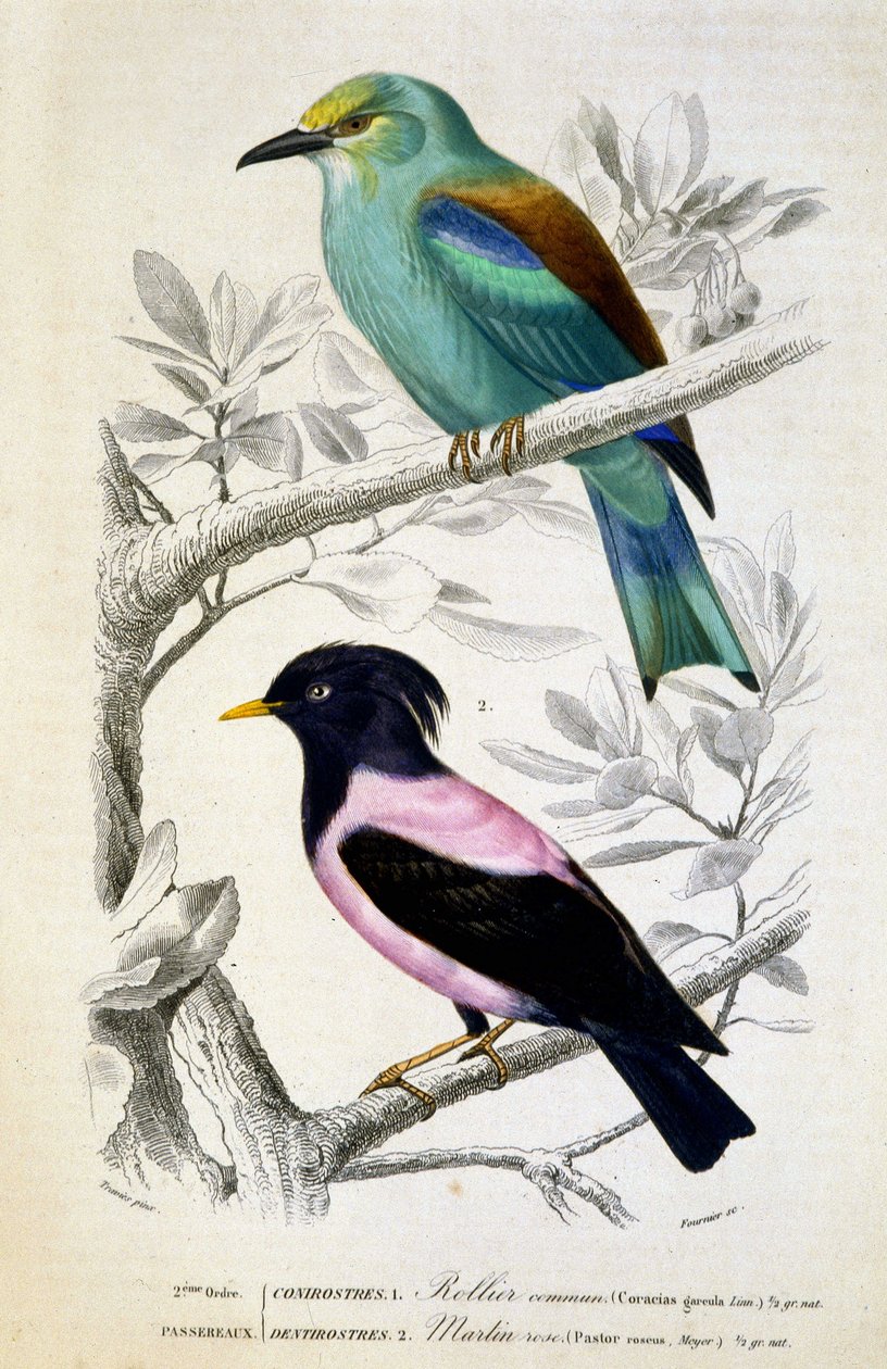 Natural History Plate: Linnut: Rollier commun et martin rose - julkaisussa "" Works of Buffon, T.5, toim. Fume Jouvet & Cie tekijältä Unknown artist