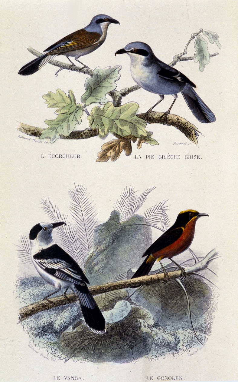 Luonnonhistoriallinen taulu: Linnut: Ecorcheur, harmaa greche-piirakka, vanga ja gonolek - julkaisussa ”” Works of Buffon”, T.5, toim. Tupakointi Jouvet & Cie tekijältä Unknown artist