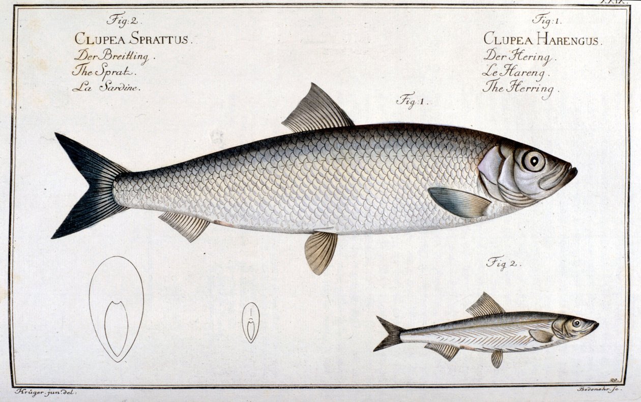 Luonnonhistoriallinen taulu: silli (1) ja sardiini (2), kirjoittanut Marc Elieser Bloch Ichtyologie Pariisi - Berliini - Lontoo 1787. tekijältä Unknown artist