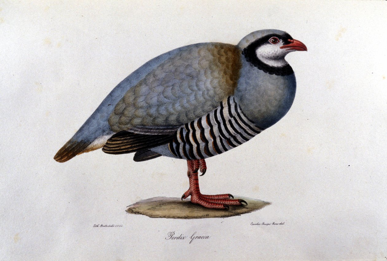 Luonnonhistoriallinen taulu, joka edustaa kreikkalaista peltopyytä. 1800-luvun kaiverrus. tekijältä Unknown artist