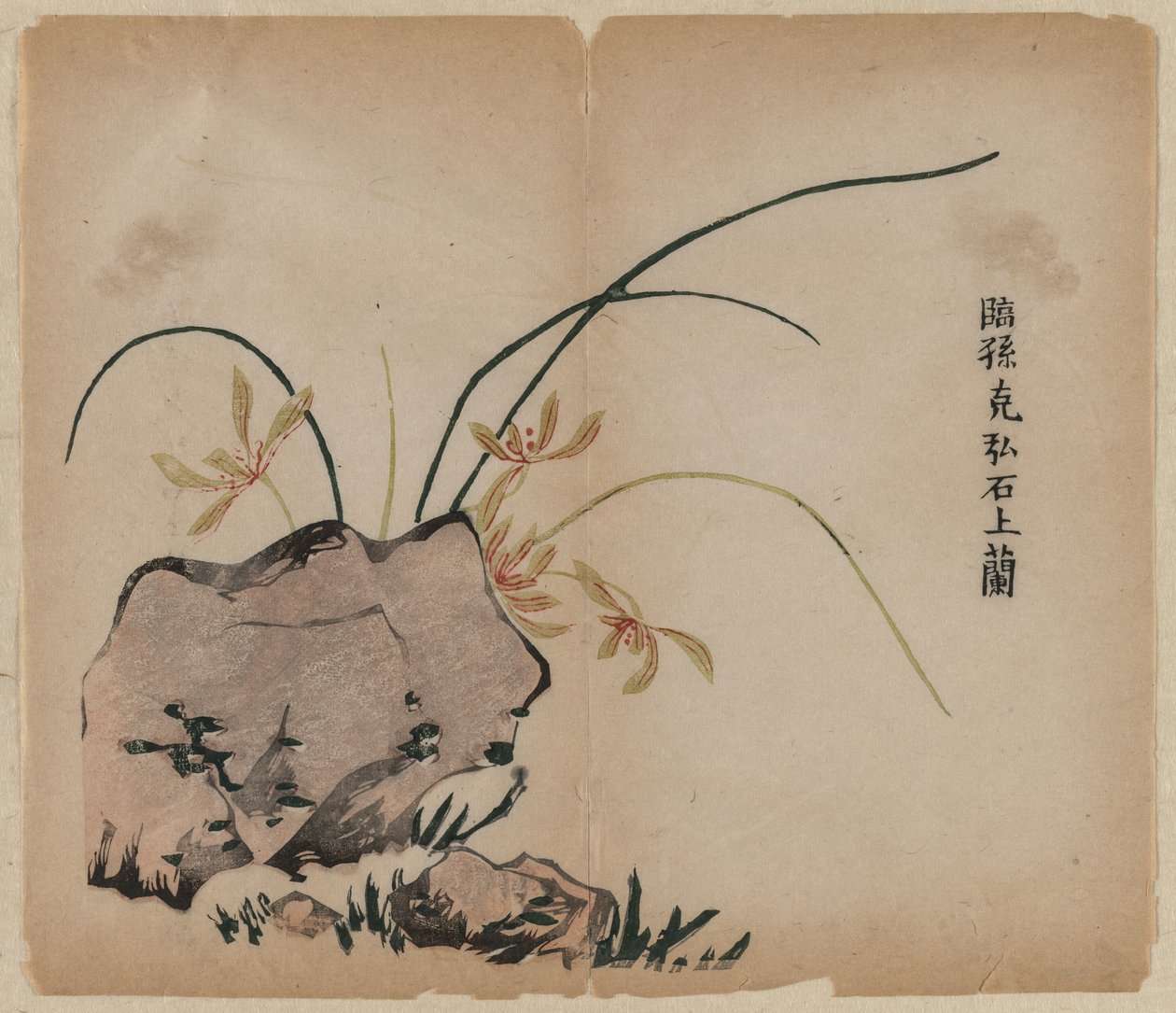 Orchid on Rocks tekijältä Unknown artist