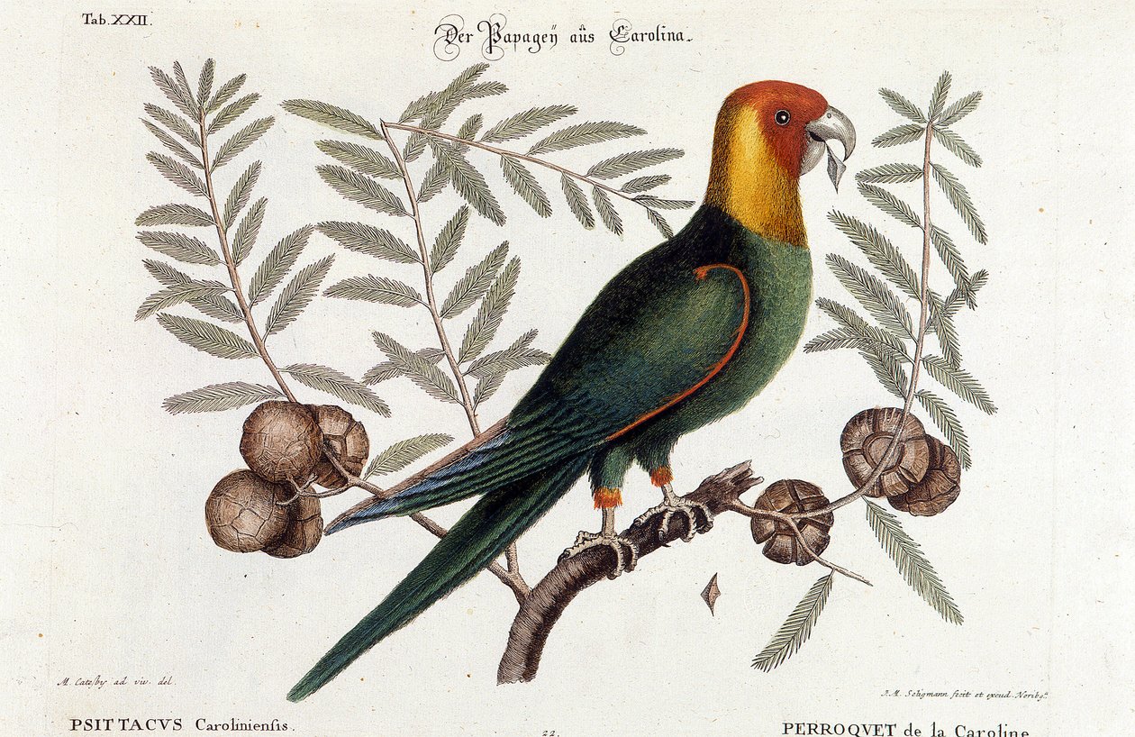 Ornitologia: Carolina papukaija. (Psittacus caroliniensis) tekijältä Unknown artist