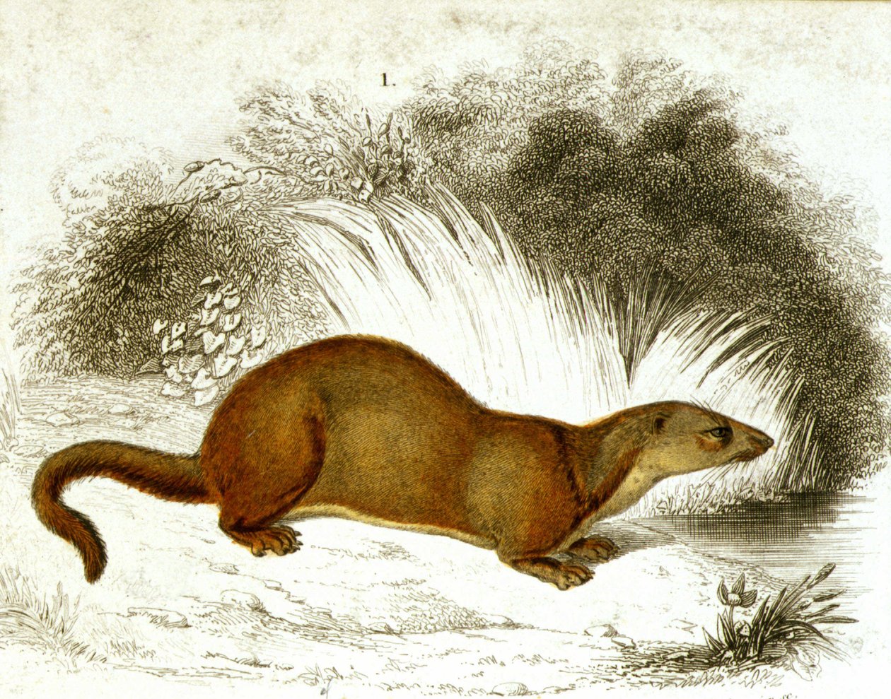 Saukko - värikaiverrus. 1800-luvun kaiverrus. tekijältä Unknown artist