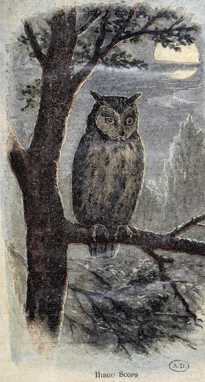 Pöllö tekijältä Unknown artist