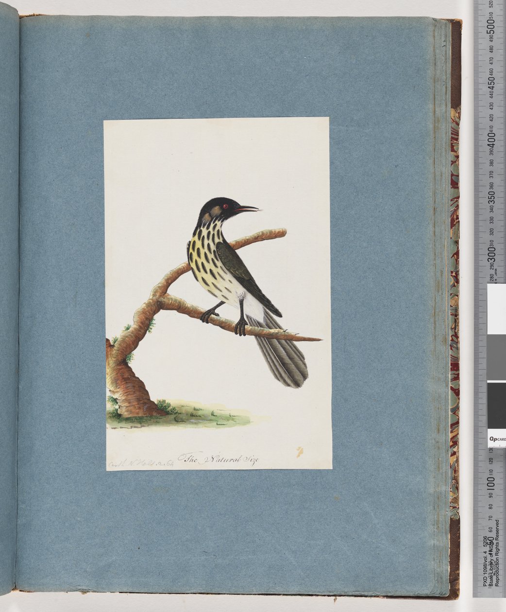 Sivu 100. New Holland Honeyeater. Certhia Nova Hollandiae tekijältä Unknown artist