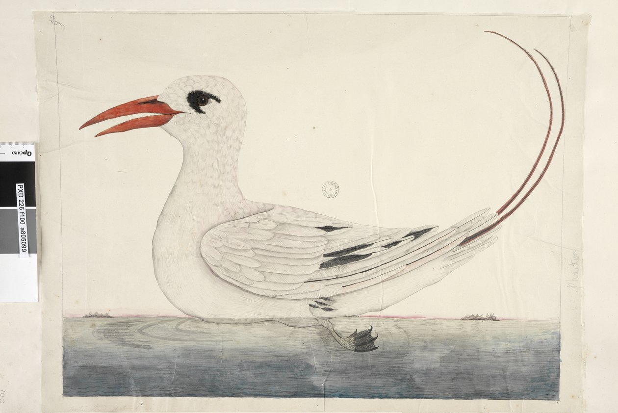 Sivu 100. Phaeton Red, Tailed Tropicbird Phaethon rubricauda, 1791-92 tekijältä Unknown artist
