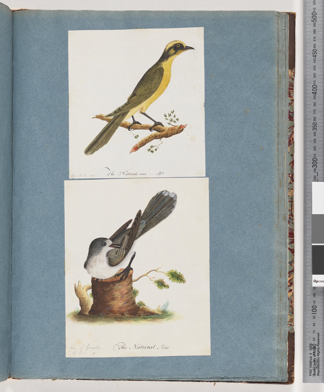 Sivu 101. Keltatuftainen Honeyeater. 102. Tuntematon lintu tekijältä Unknown artist