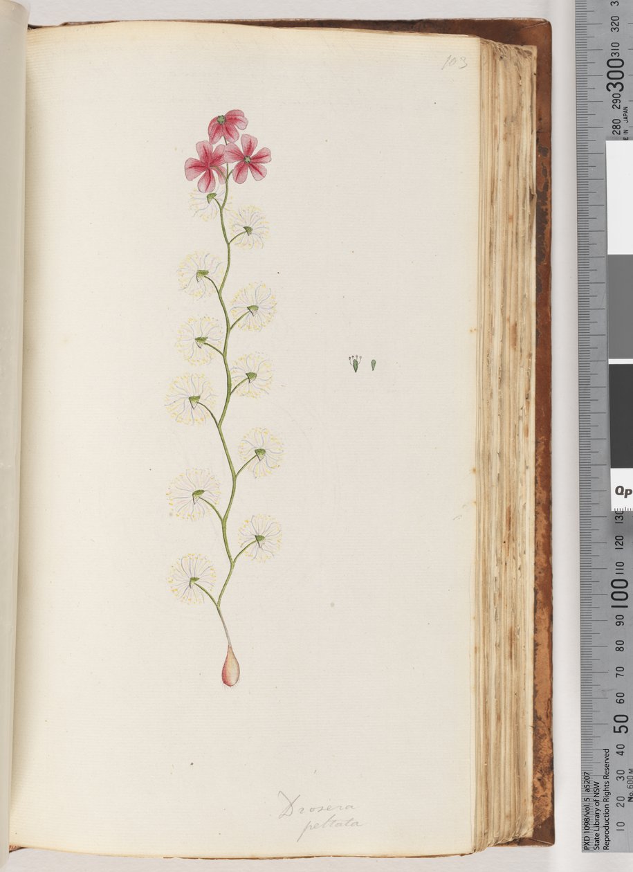 Sivu 103. Drosera peltata tekijältä Unknown artist