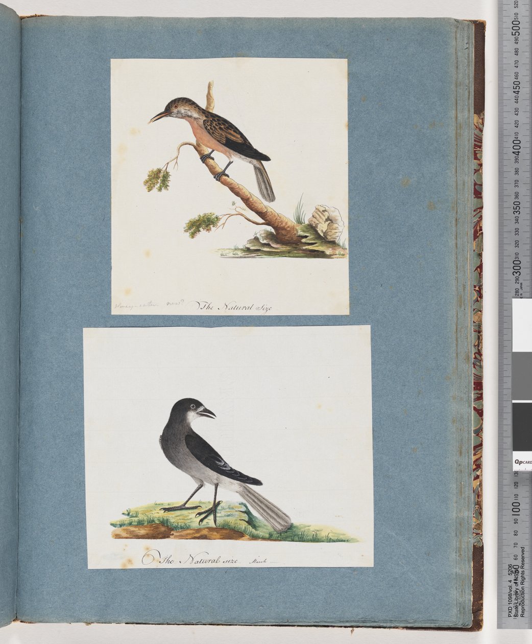 Sivu 103. Tuntematon lintu. Honeyeater. 104. Tuntematon lintu tekijältä Unknown artist