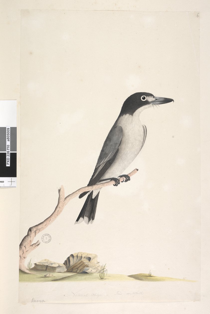 Sivu 10. Vanga. alempana keskellä eri kädessä Luonnollinen koko, iiris epävarma Harmaa Butcherbird Cracticus torquatus uros, 1791-92 tekijältä Unknown artist