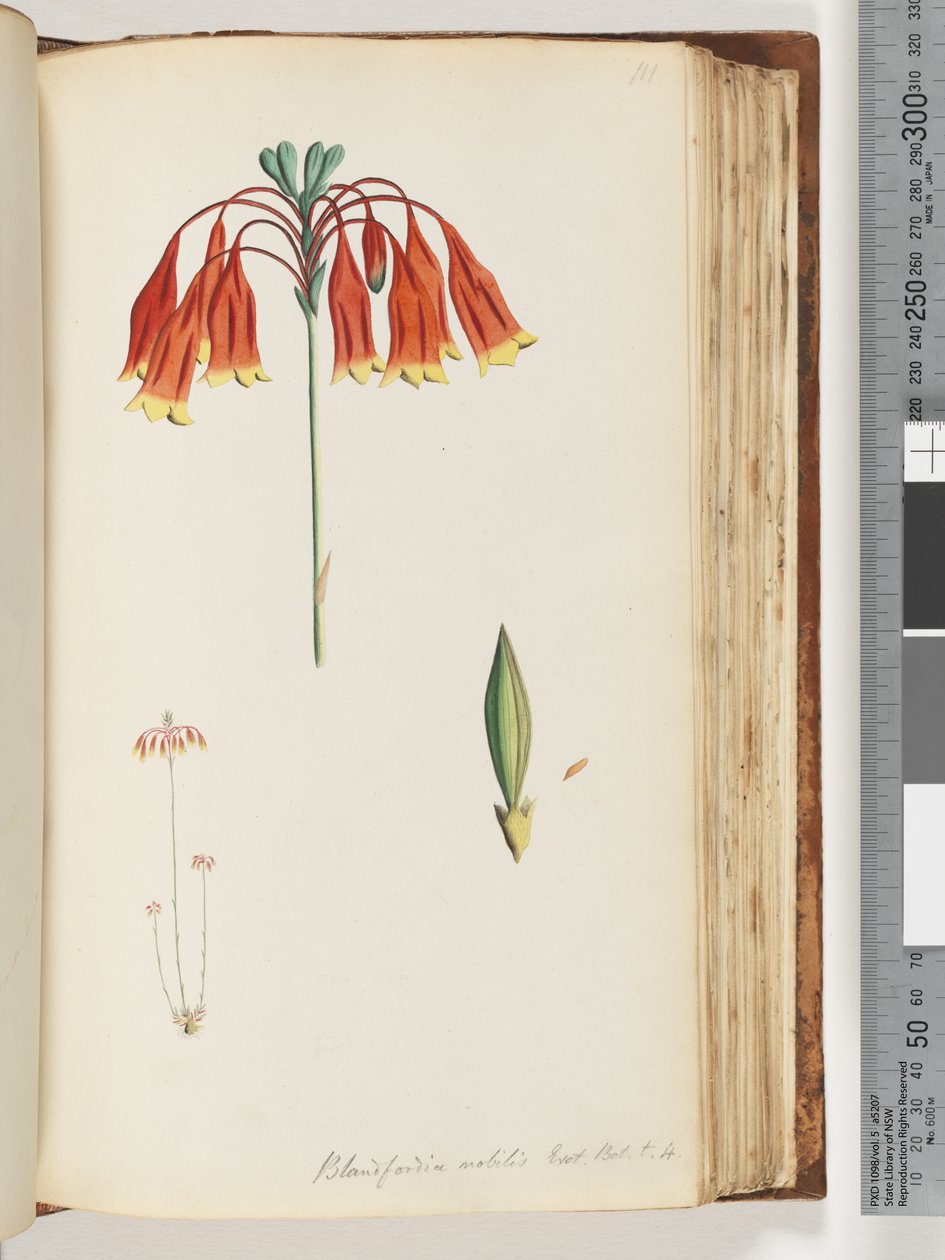 Sivu 111. Blandfordia nobilis Exot. Bot. t. 4. Joulukello tekijältä Unknown artist