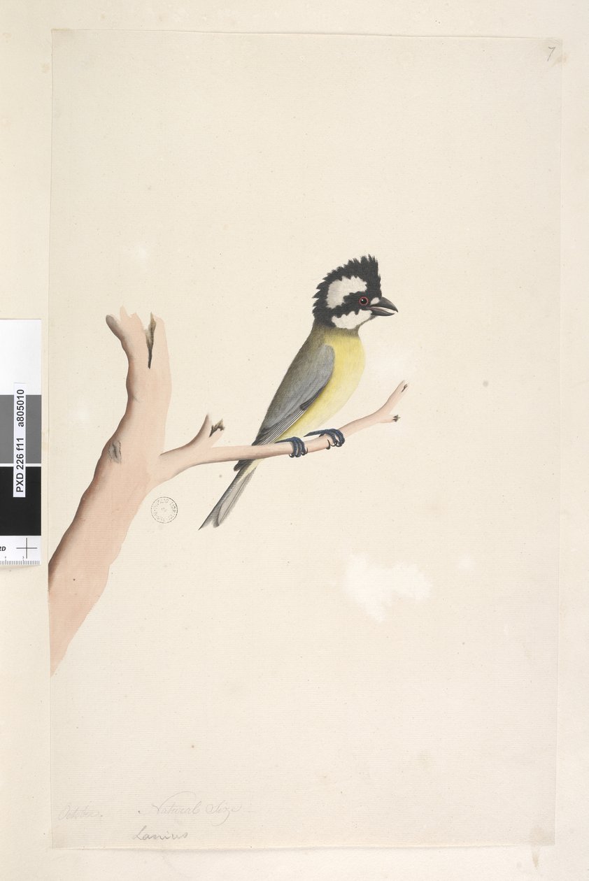 Sivu 11. Lanius. otsikon yläpuolella eri kädessä lokakuussa. Luonnonkokoinen harjaristikko, Tit Falcunculus frontatus, 1791-92 tekijältä Unknown artist