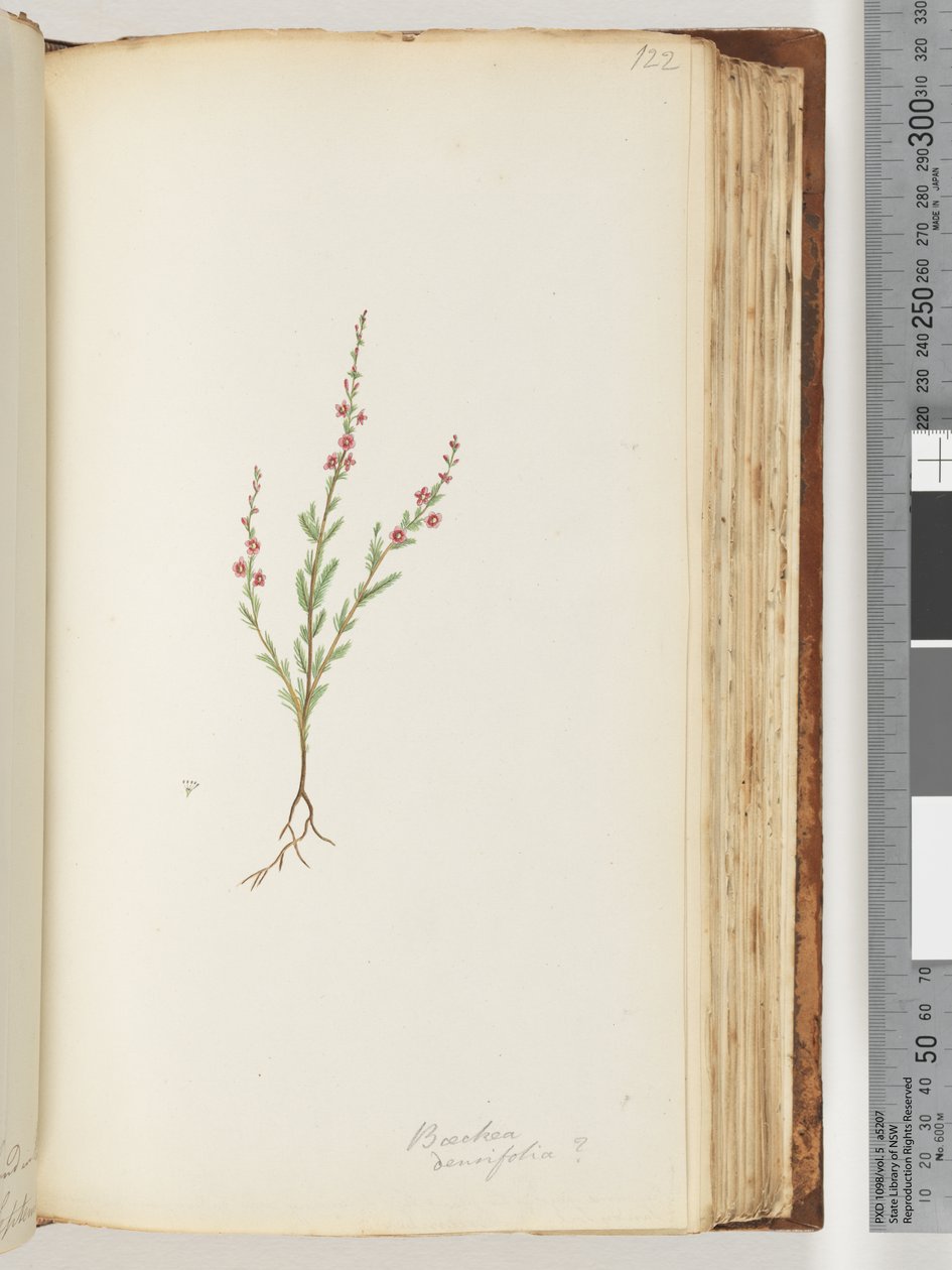 Sivu 122. Mahdollisesti Baeckea densifolia tekijältä Unknown artist