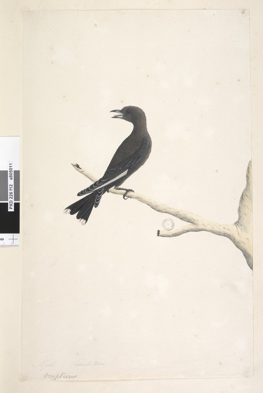 Sivu 12. Ocypterus. otsikon yläpuolella eri kädessä huhtikuu, luonnollinen koko Dusky Wood, Swallow Artamus cyanopterus, 1791-92 tekijältä Unknown artist