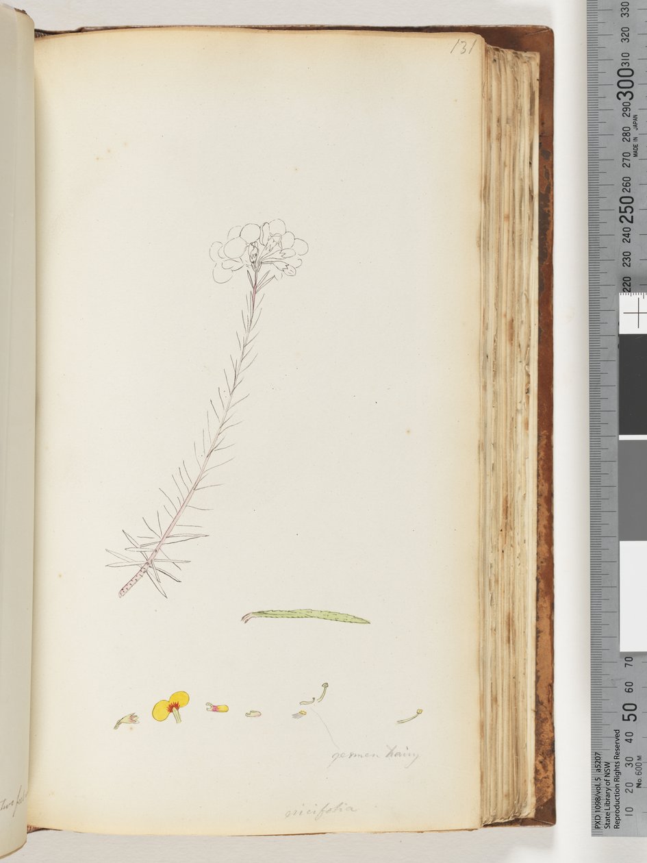 Sivu 131. Saksan karvainen / Ericifolia keskeneräinen piirros tekijältä Unknown artist