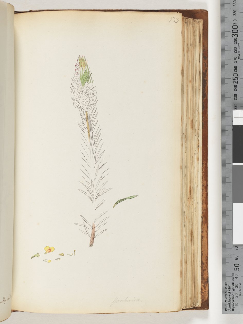 Sivu 133. Floribunda keskeneräinen piirustus tekijältä Unknown artist