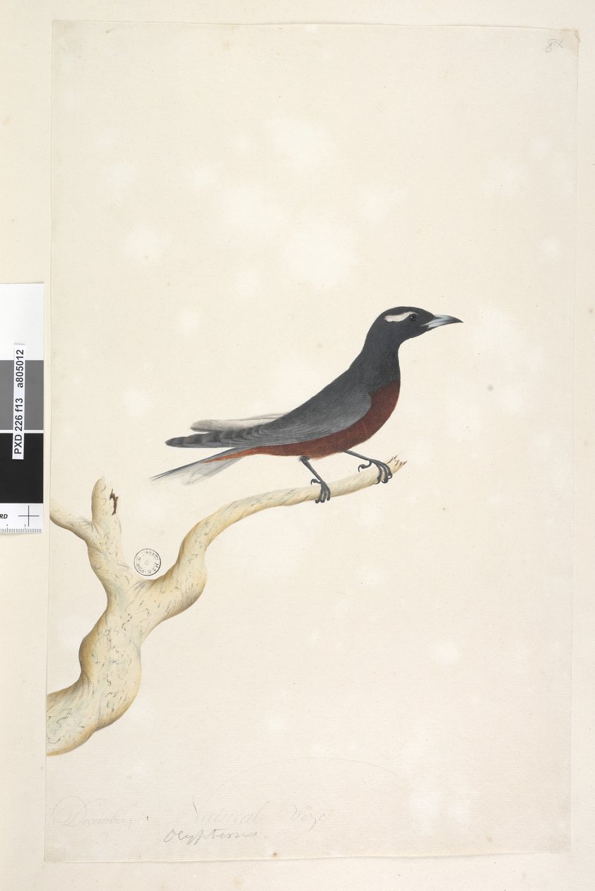 Sivu 13. Ocyptamus. otsikon yläpuolella eri kädessä joulukuussa. Luonnollinen koko Valkoinen, kulmapääskynen Artamus superciliosus, uros, 1791-92 tekijältä Unknown artist
