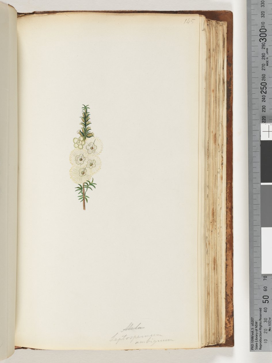 Sivu 145. Alela / Leptospermum ambiguum tekijältä Unknown artist