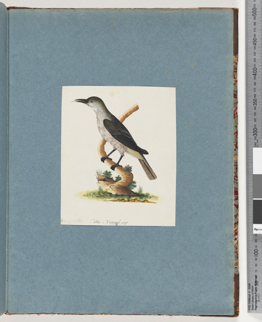 Sivu 146. Tuntematon lintu. Honeyeater tekijältä Unknown artist