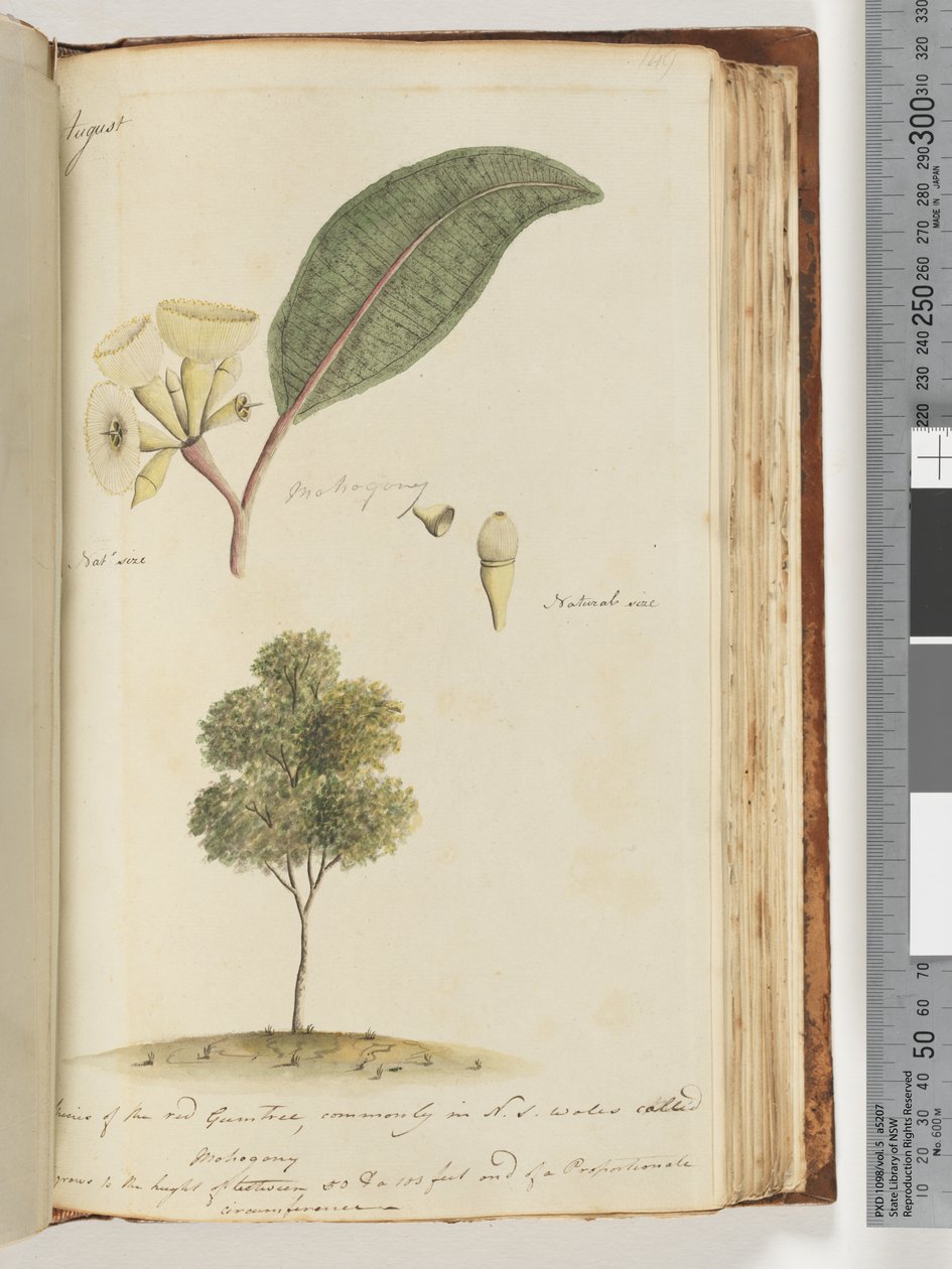 Sivu 149. Luonnollinen koko, punaisen purukumipuun laji, jota kutsutaan yleisesti pohjoisessa pohjoisessa Mohogonyksi tekijältä Unknown artist
