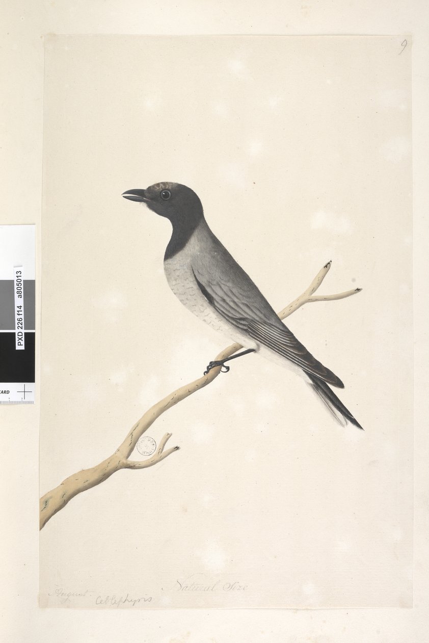 Sivu 14. Ceblephyris. otsikon yläpuolella eri kädessä elokuussa. Luonnonkokoinen Little Cuckoo, Shrike? Coracina robusta, 1791-92 tekijältä Unknown artist
