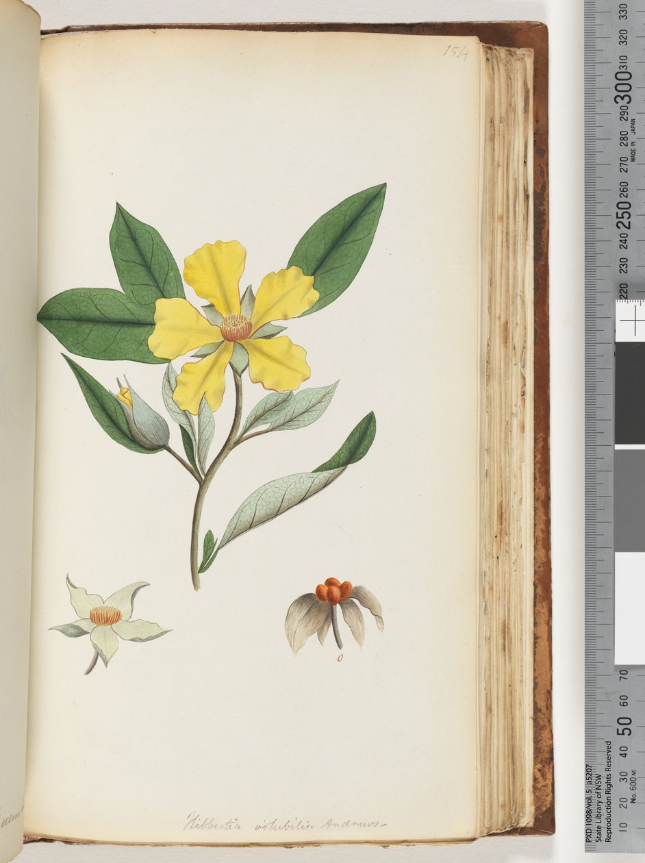 Sivu 154. Hibbertia volubilis / Andrews Guinea Flower tekijältä Unknown artist