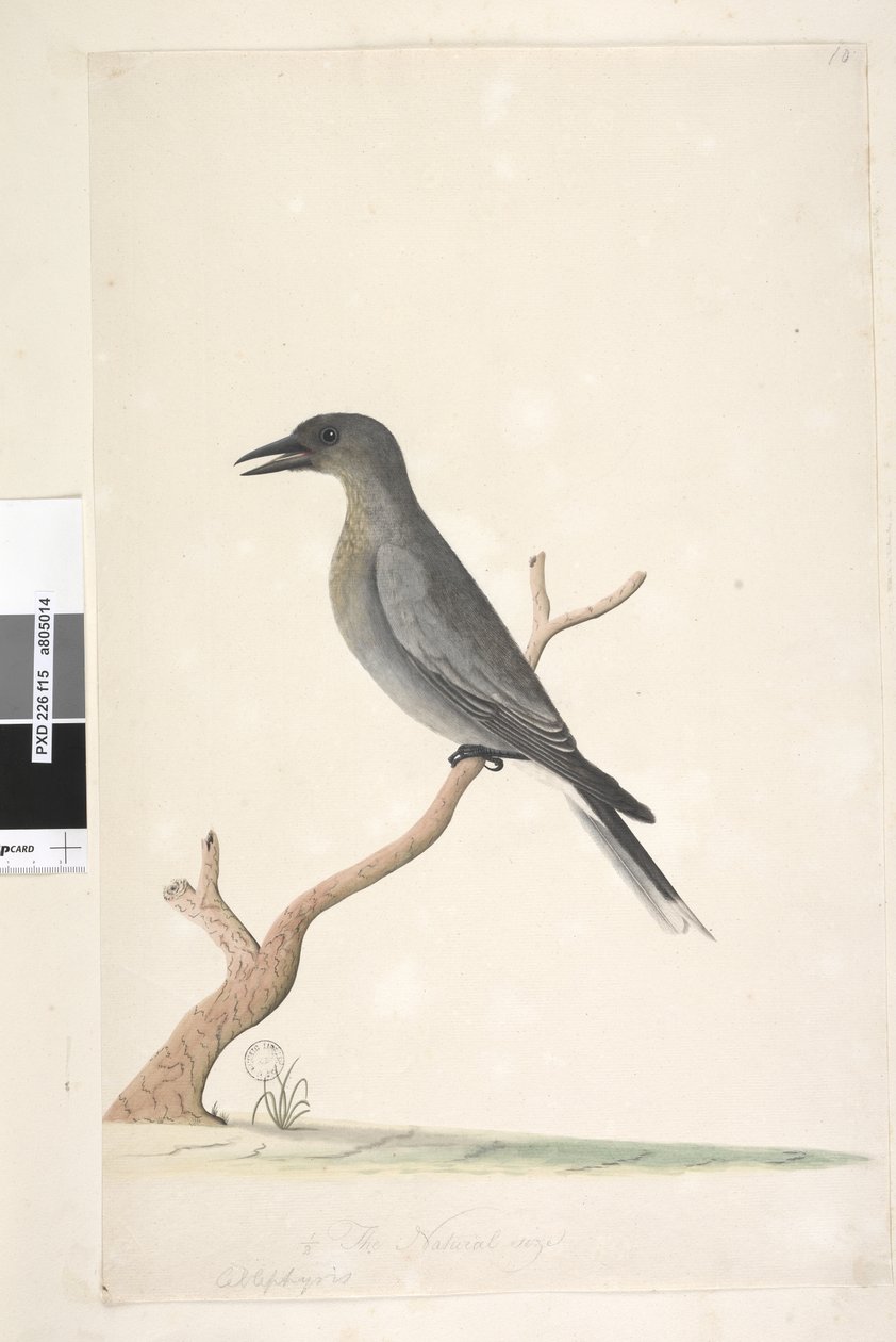 Sivu 15. Ceblephyris. otsikon yläpuolella eri kädessä luonnollinen koko Harmaa Currawong Strepera versicolor, 1791-92 tekijältä Unknown artist
