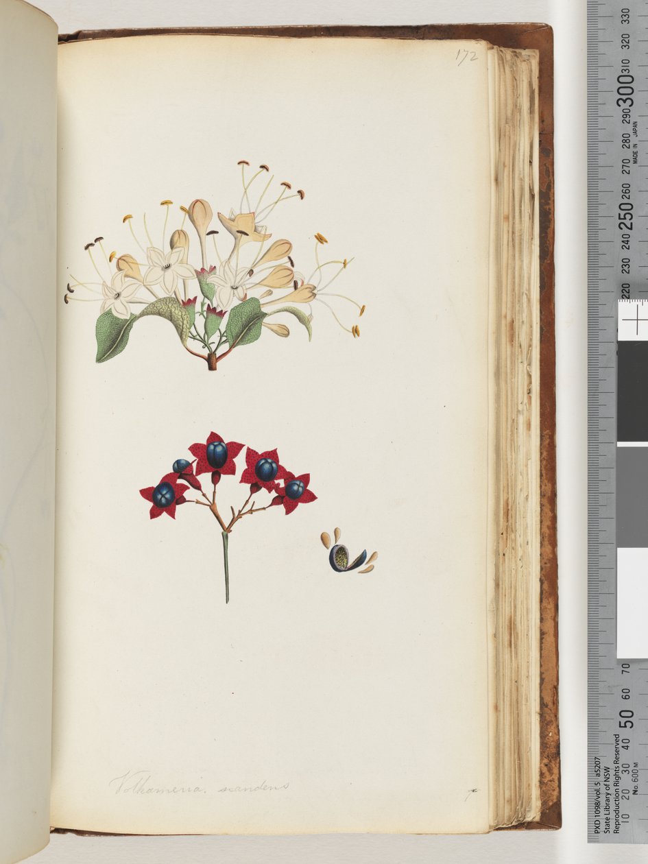 Sivu 172. Volkameria scandens / Cumberland Tree tekijältä Unknown artist