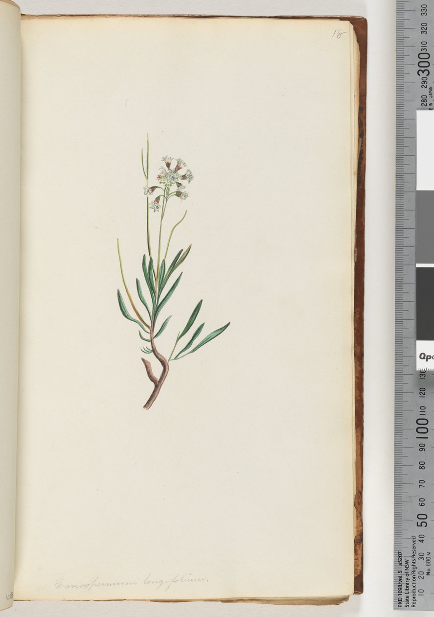 Sivu 18. Conospermum longifolium Pitkä, lehtinen Käpysiemen tekijältä Unknown artist
