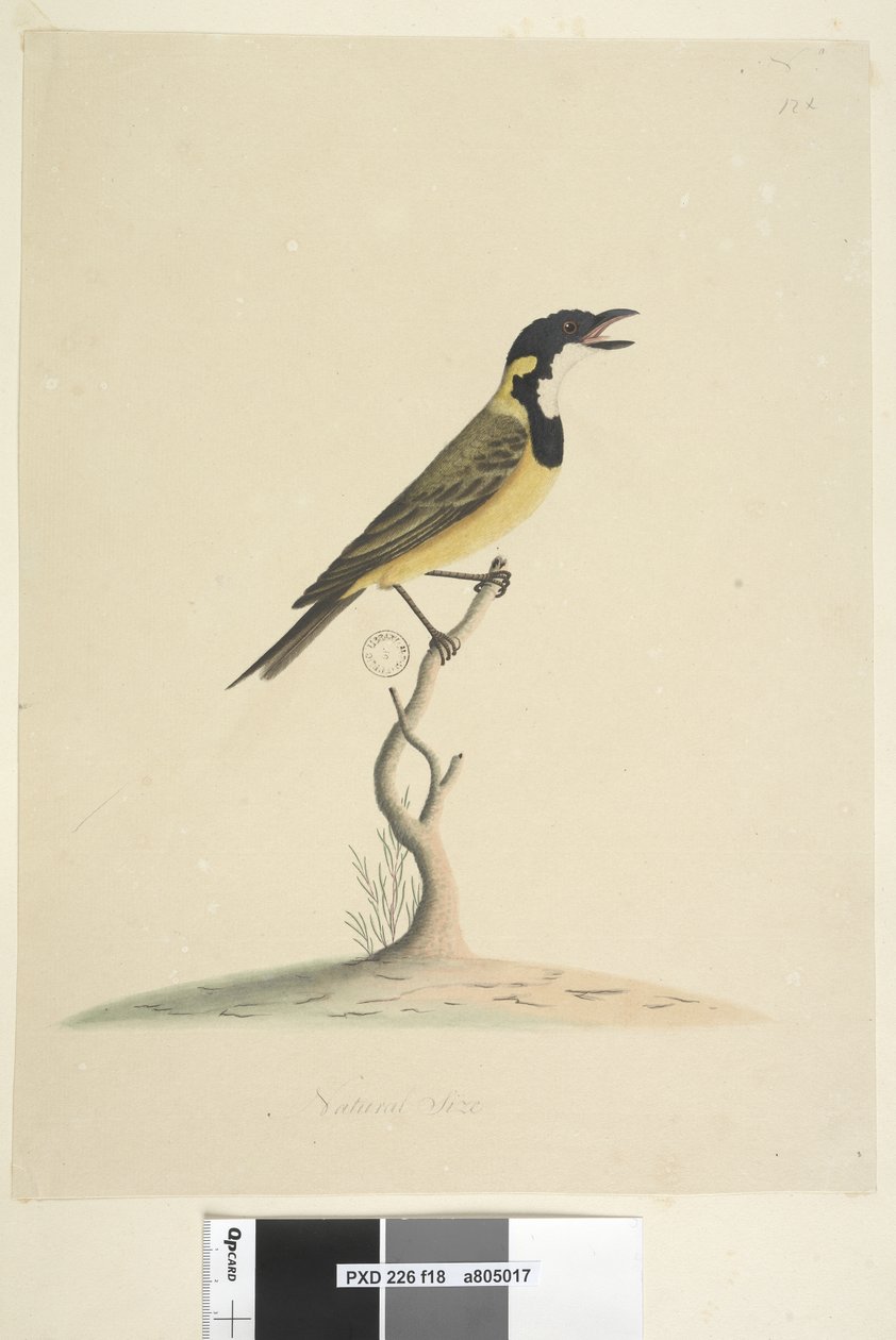 Sivu 18. Luonnonkokoinen Golden Whistler Pachycephala pectoralis, uros, 1791-92 tekijältä Unknown artist