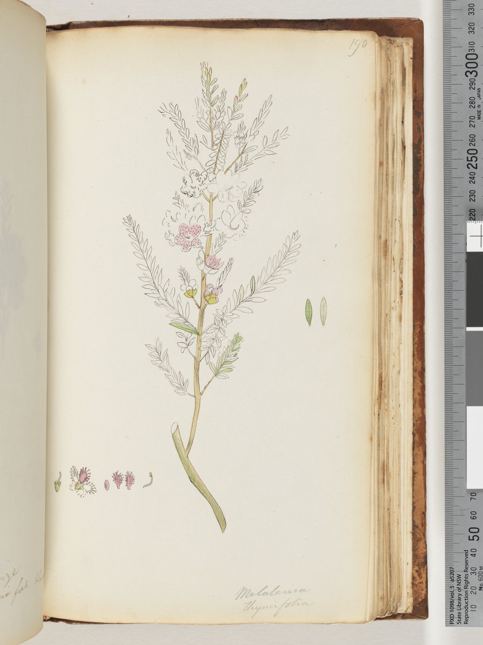 Sivu 190. Melaleuca thymifolia / Timjami Hunaja, myrtti tekijältä Unknown artist