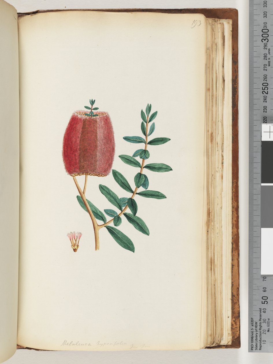 Sivu 193. Melaleuca hypericifolia / Red Honey myrtle tekijältä Unknown artist