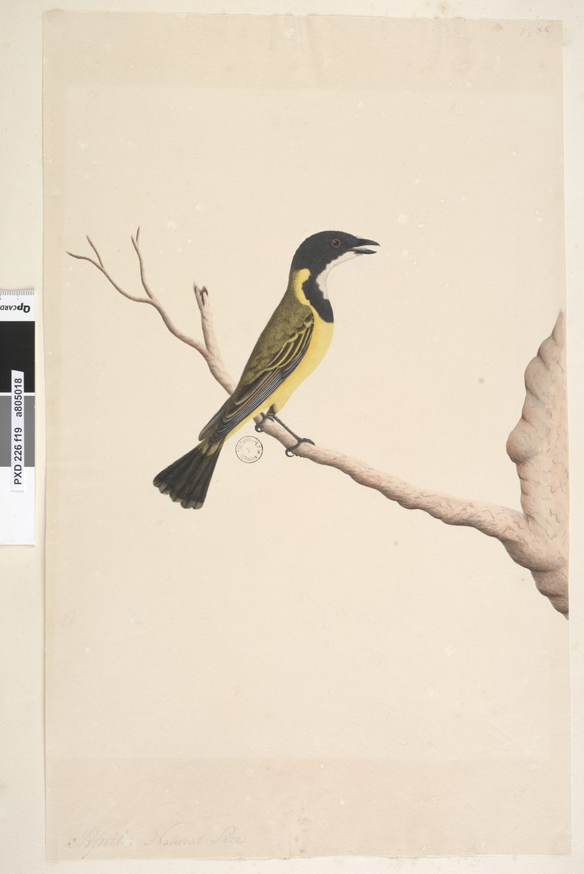 Sivu 19. Huhtikuu. Luonnollinen koko Golden Whistler Pachycephala pectoralis, uros, 1791-92 tekijältä Unknown artist