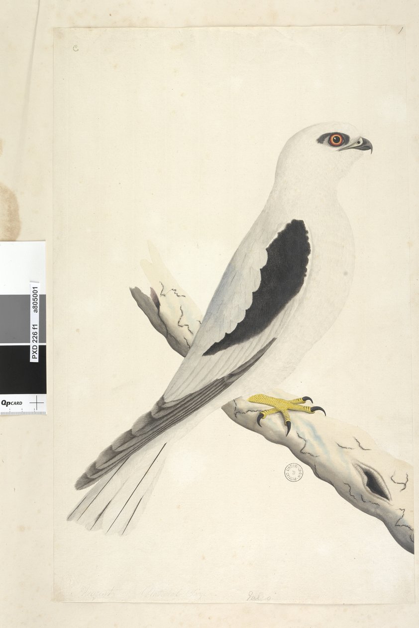 Sivu 1. Falco, nähty Augustatissa alhaalla vasemmalla eri kädessä elokuun luonnollisessa koossa. Musta lapaleija Elanus axillaris Elanus notatus, 1791-92 tekijältä Unknown artist