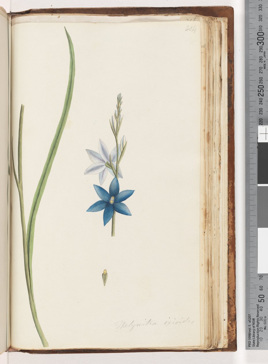Sivu 204. Thelymitra ixiodes / Spotted Sun Orchid tekijältä Unknown artist