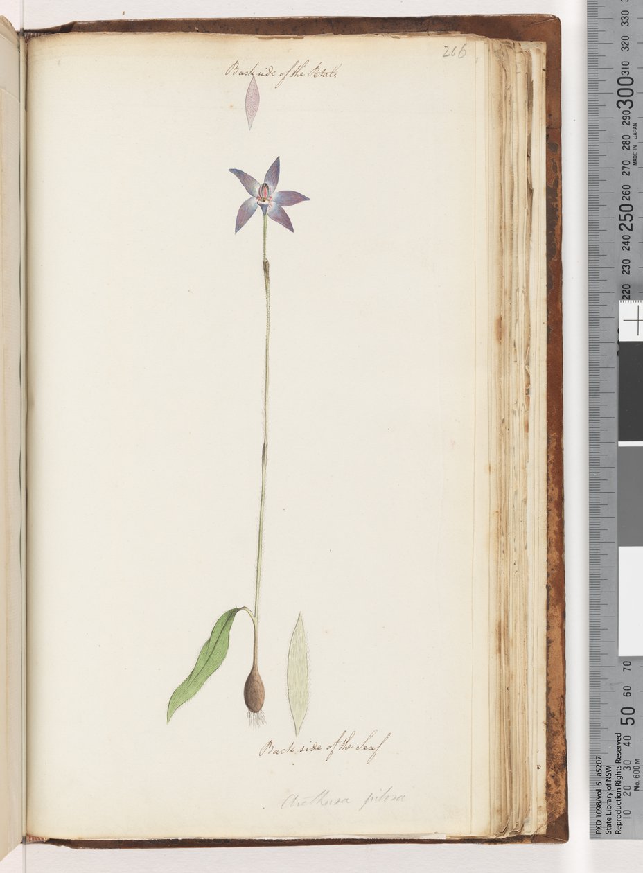 Sivu 206. Terälehtien takapuoli. Lehden takapuoli. Arethusa pilosa / vahahuuliorkidea tekijältä Unknown artist